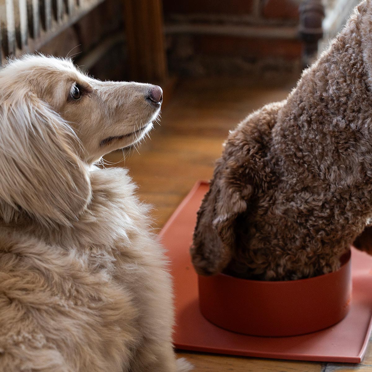 best dog bowls and pet bowl mat in rosewood