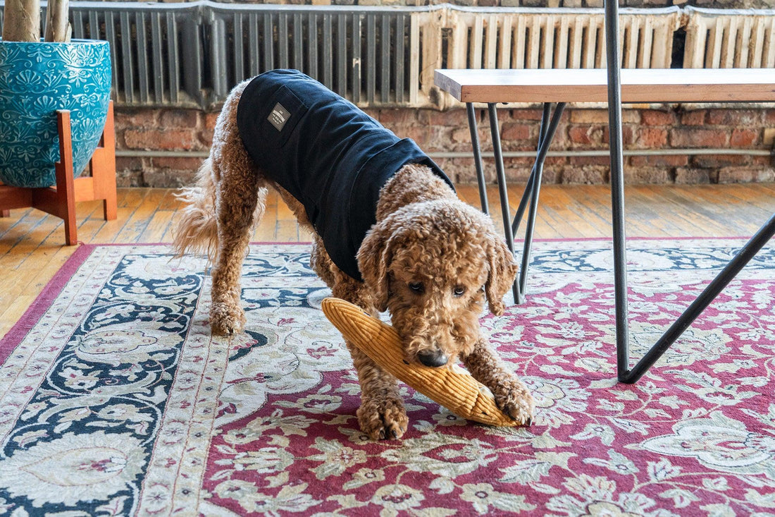 durable dog toys for dogs