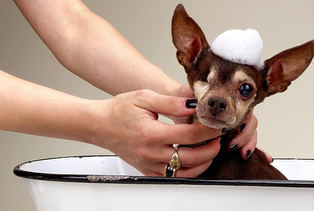 hypoallergenic dog shampoo