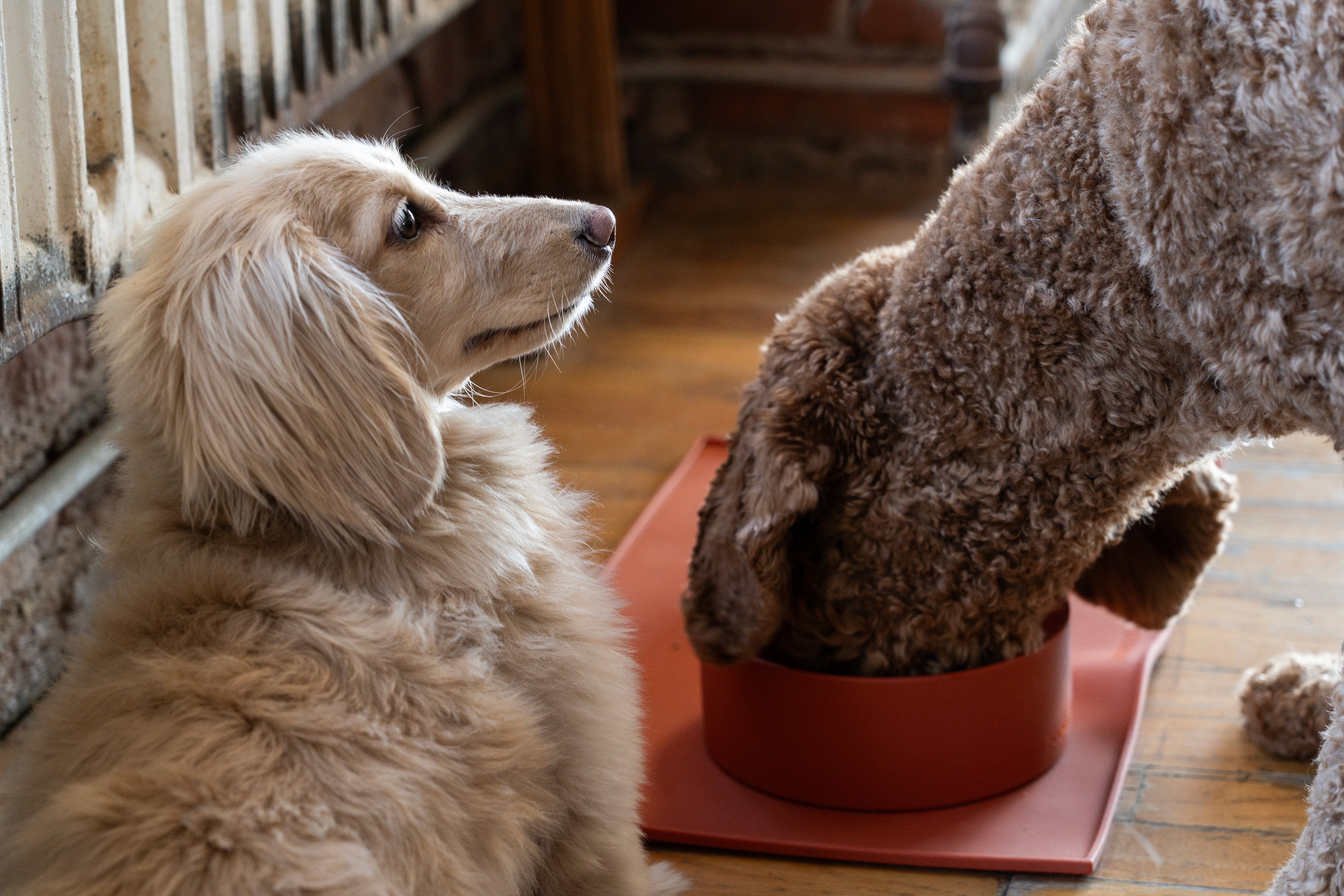 Houndstone BPA Free Silicone Dog Bowl, 4.5 Cups, Dishwasher Safe, Rosewood