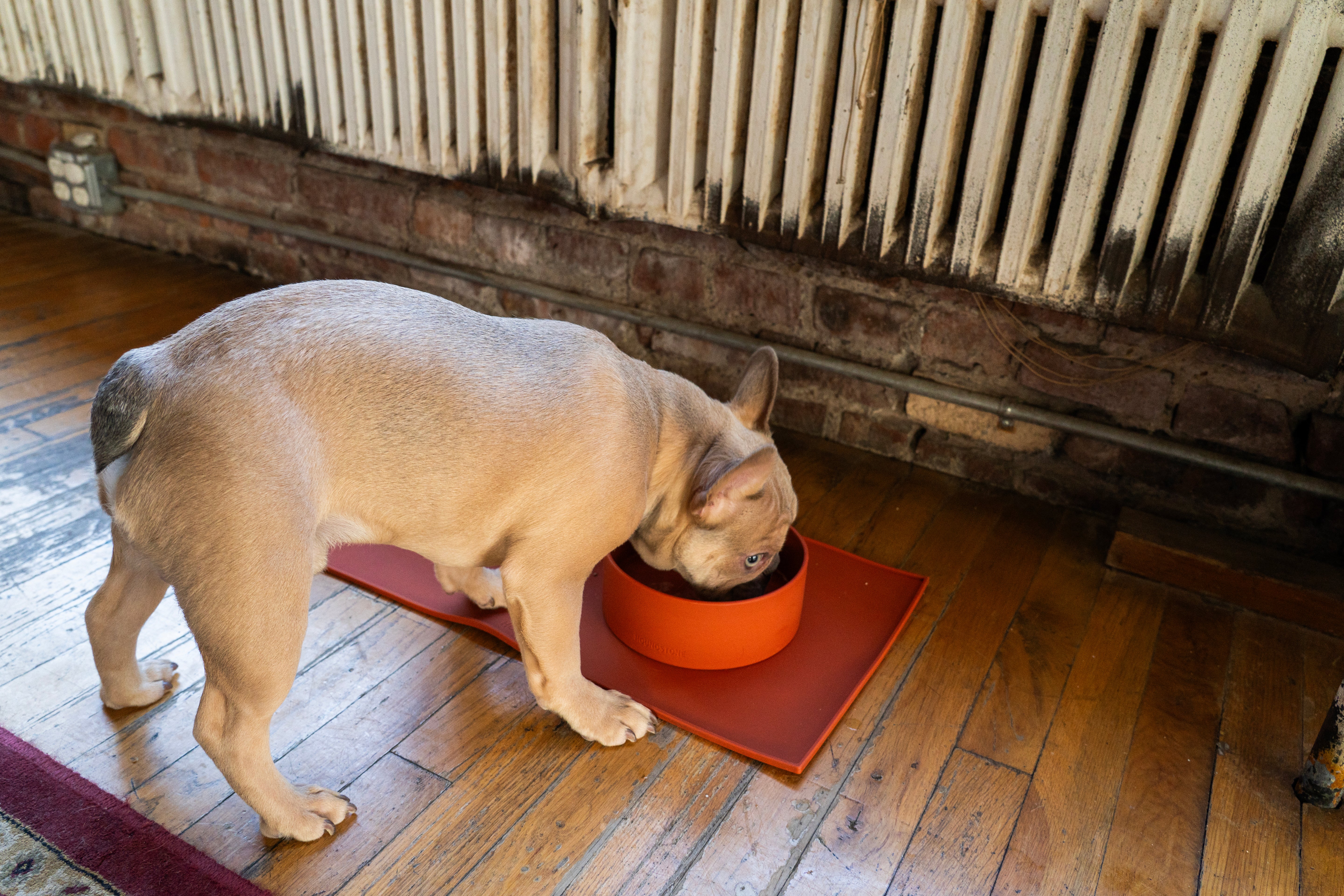 Houndstone BPA Free Silicone Dog Bowl, 4.5 Cups, Dishwasher Safe, Caribbean Seas
