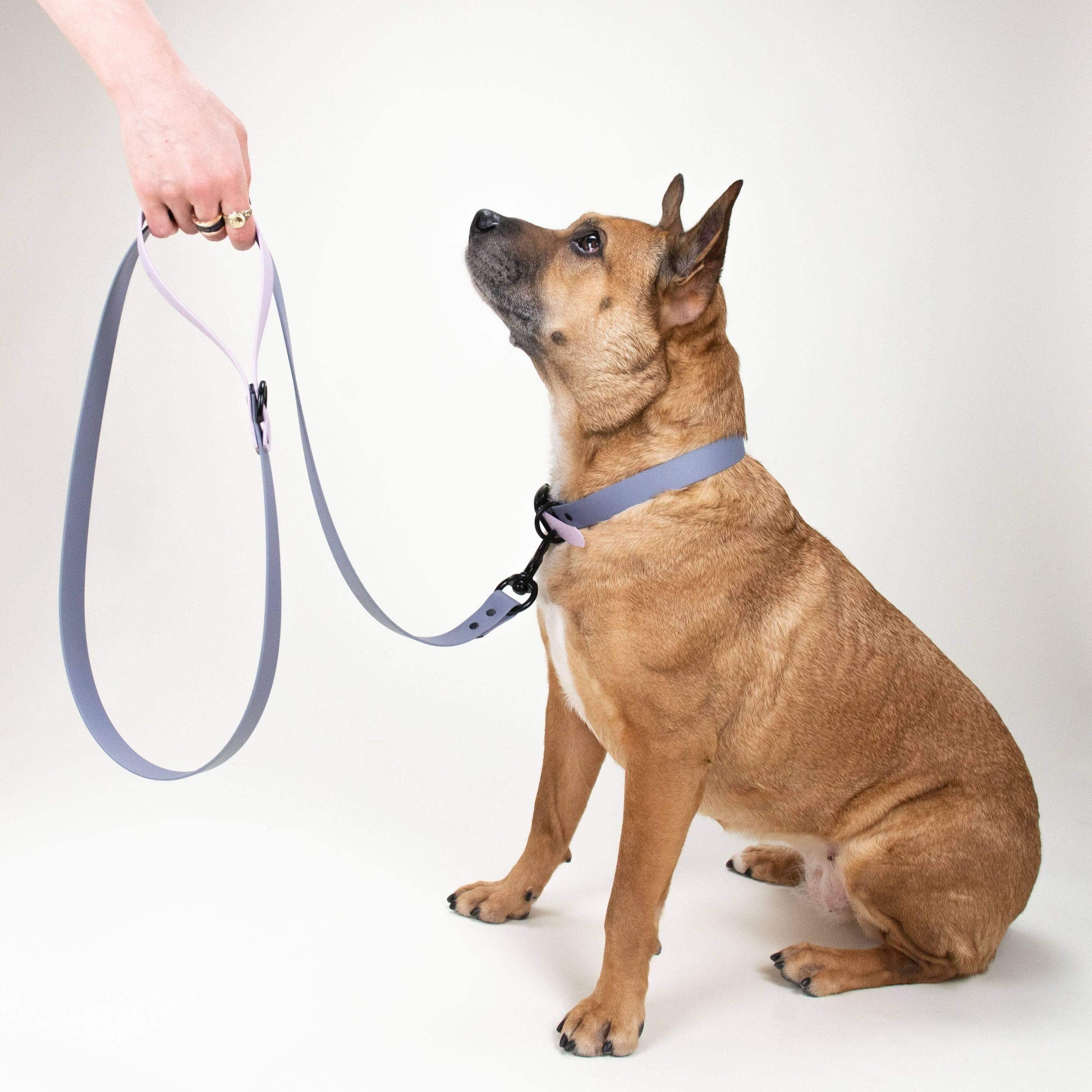 houndstone black, grey, and purple leash