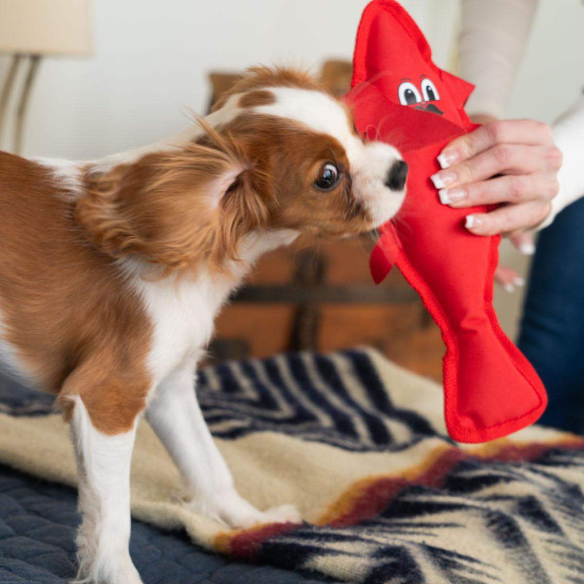 Lobster Dog Toy with Squeaker