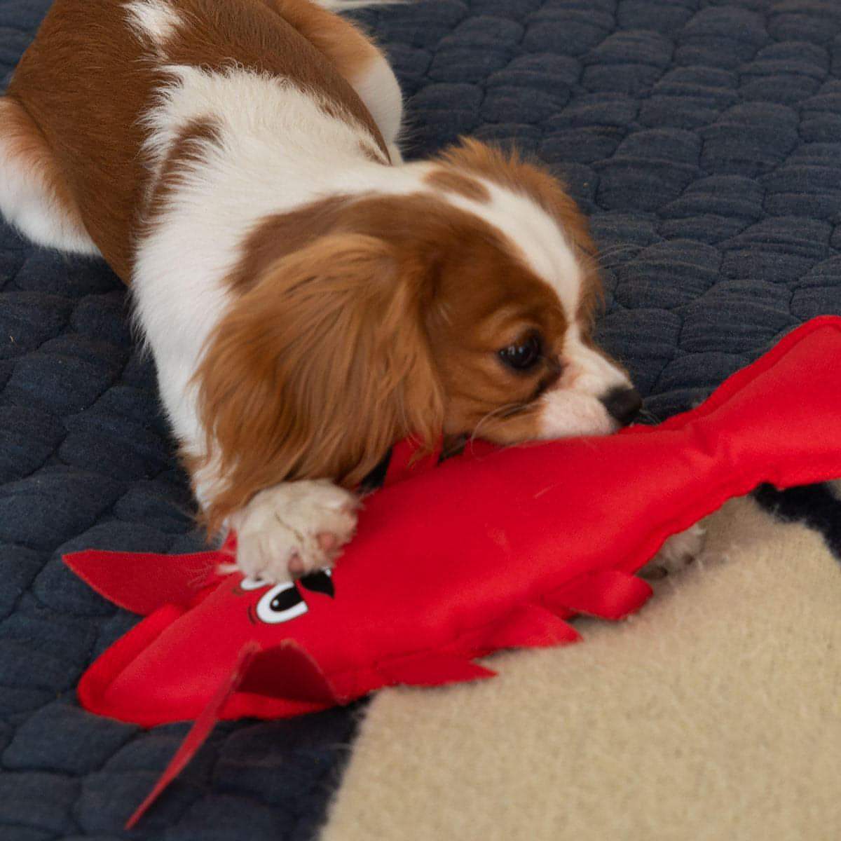 Lobster Dog Toy with Squeaker
