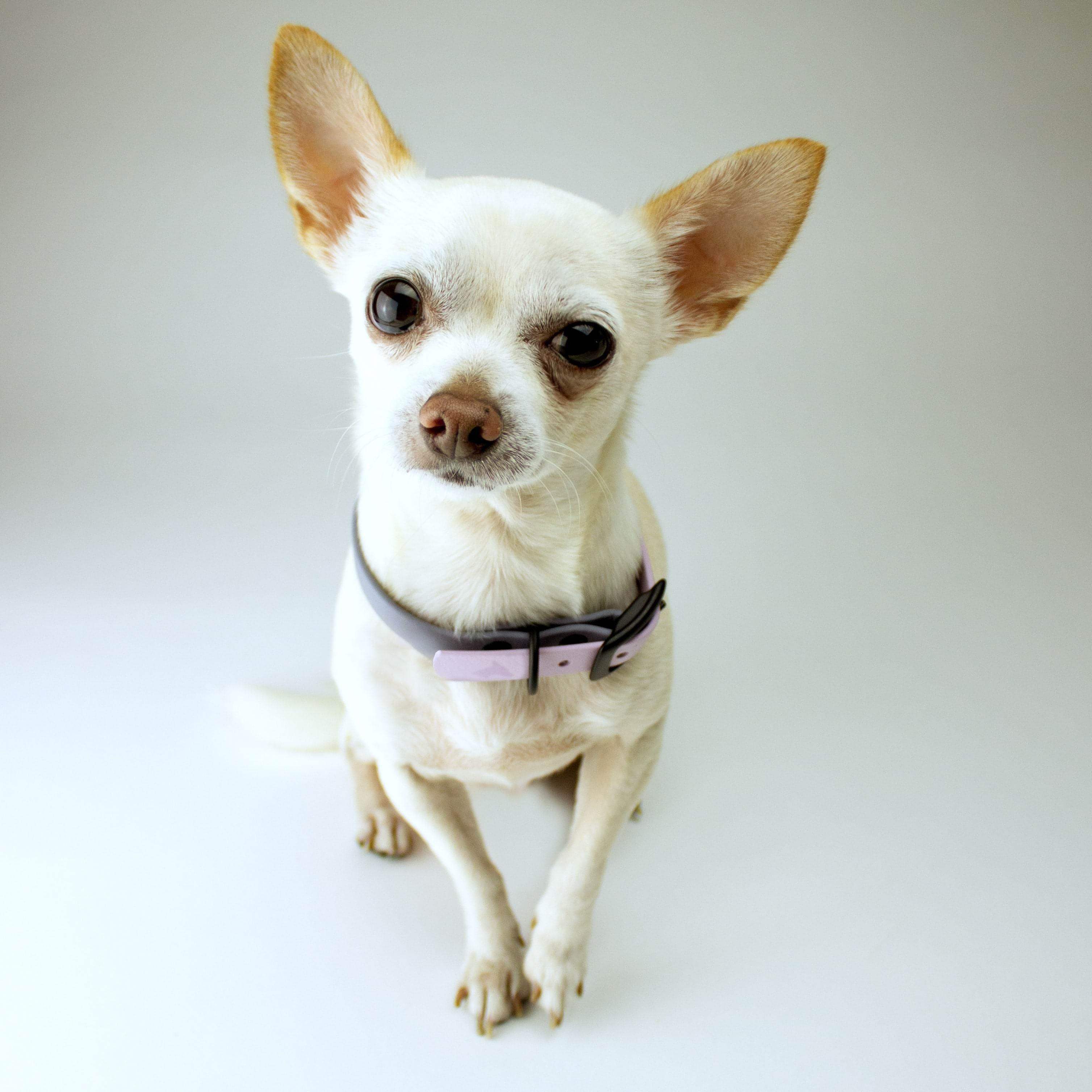 gray and violet dog collar