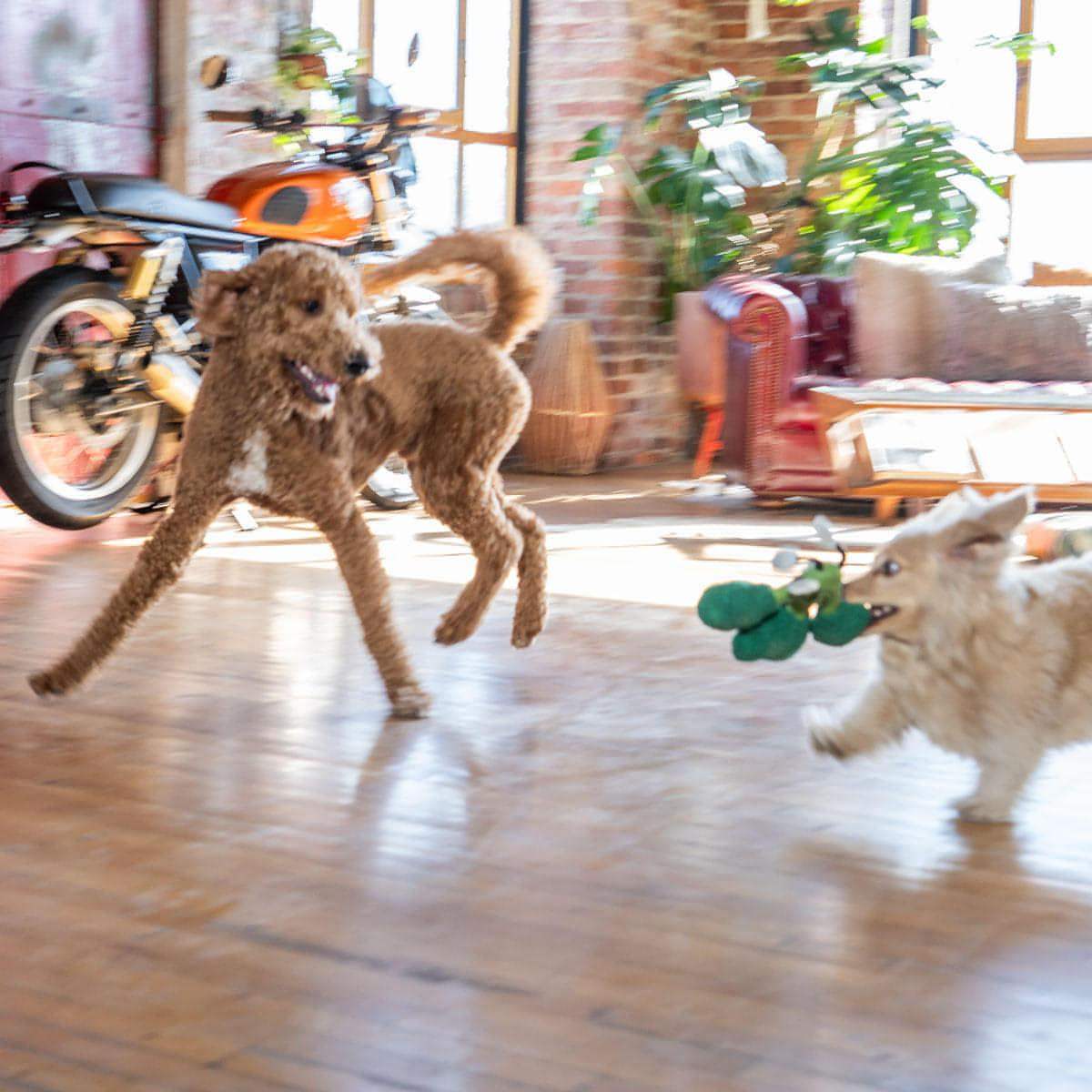 The "Eat Your Greens" Broccoli Plush Dog Toy