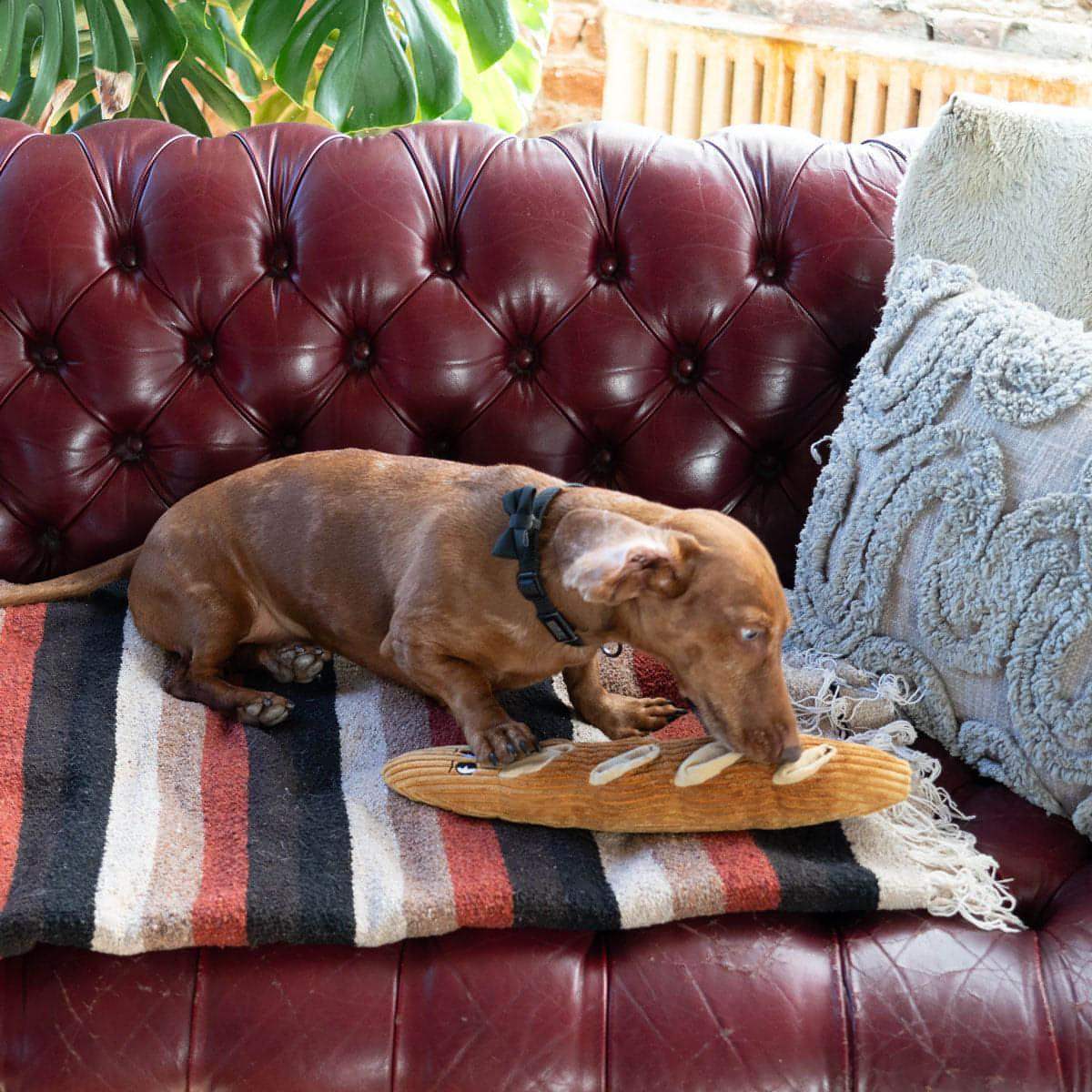 dog with Houndstone Baguette interactive plush dog toy with treat compartments