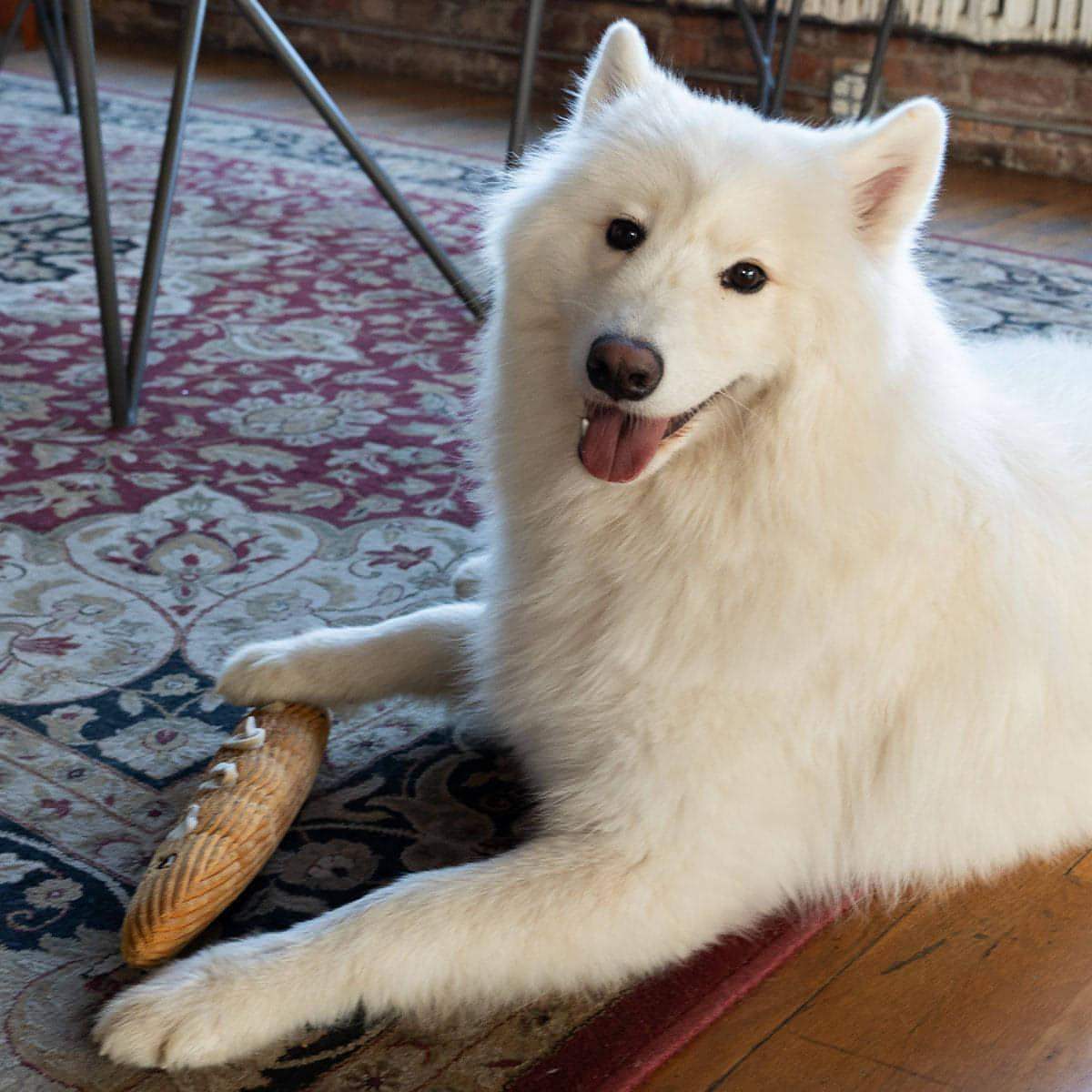 Houndstone Baguette interactive plush dog toy with treat compartments