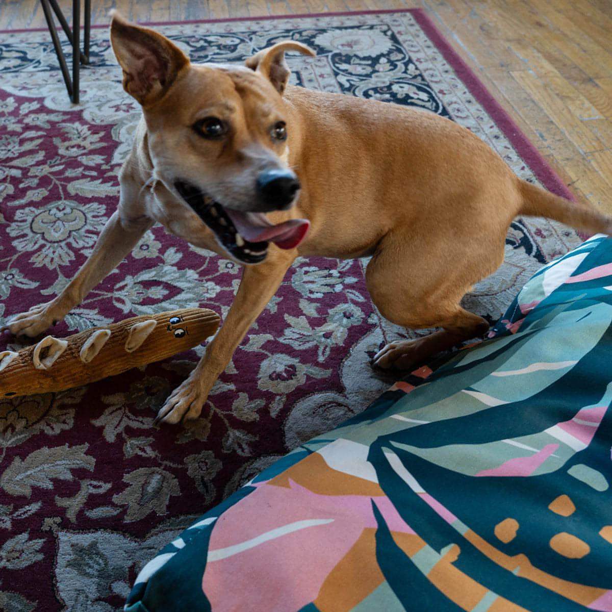 dog with Houndstone Baguette interactive plush dog toy with treat compartments