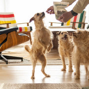 Three scruffy light-brown dogs in a bright living room, with one standing on its hind legs to reach a freeze dried treat bag being held by a person. A wooden lounge chair and striped cushions are visible in the background.